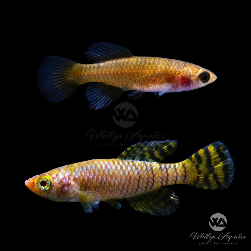 Nothobranchius Ruudwildekampi Lukwale River TZHK 09-03 Killifish PAIR (1M1F)