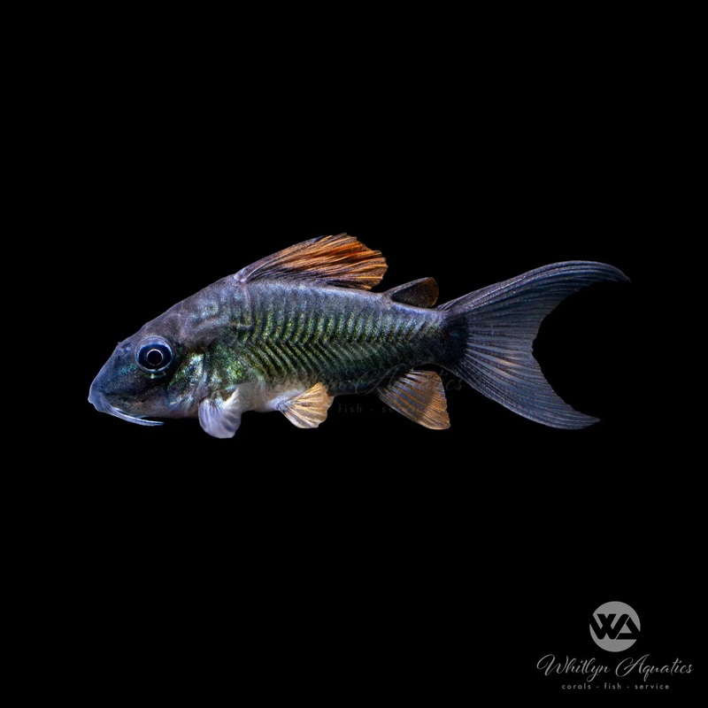 Pantanalensis Cory C005 - Corydoras pantanalensis