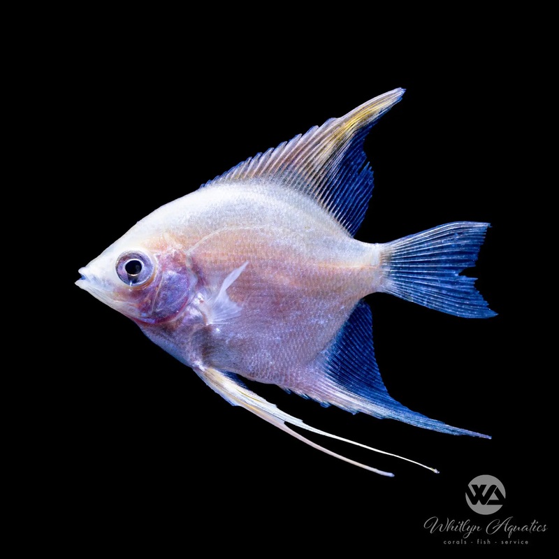 Platinum Angel - Pterophyllum scalare