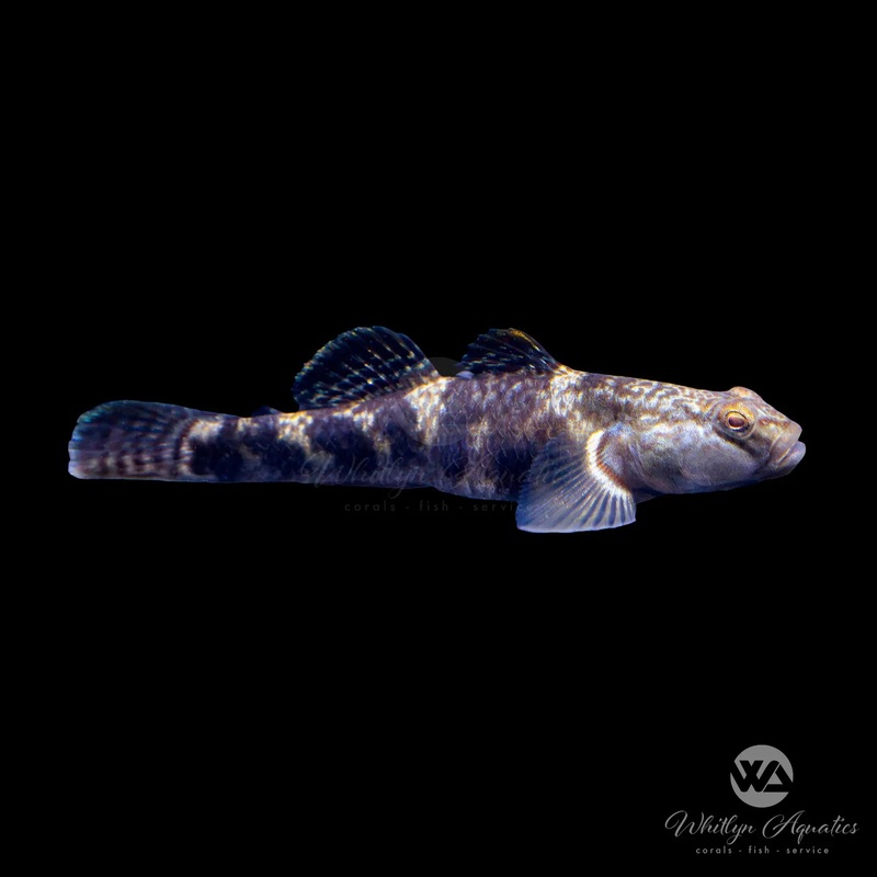 Pope's / Carbon Goby - Rhinogobius cliffordpopei