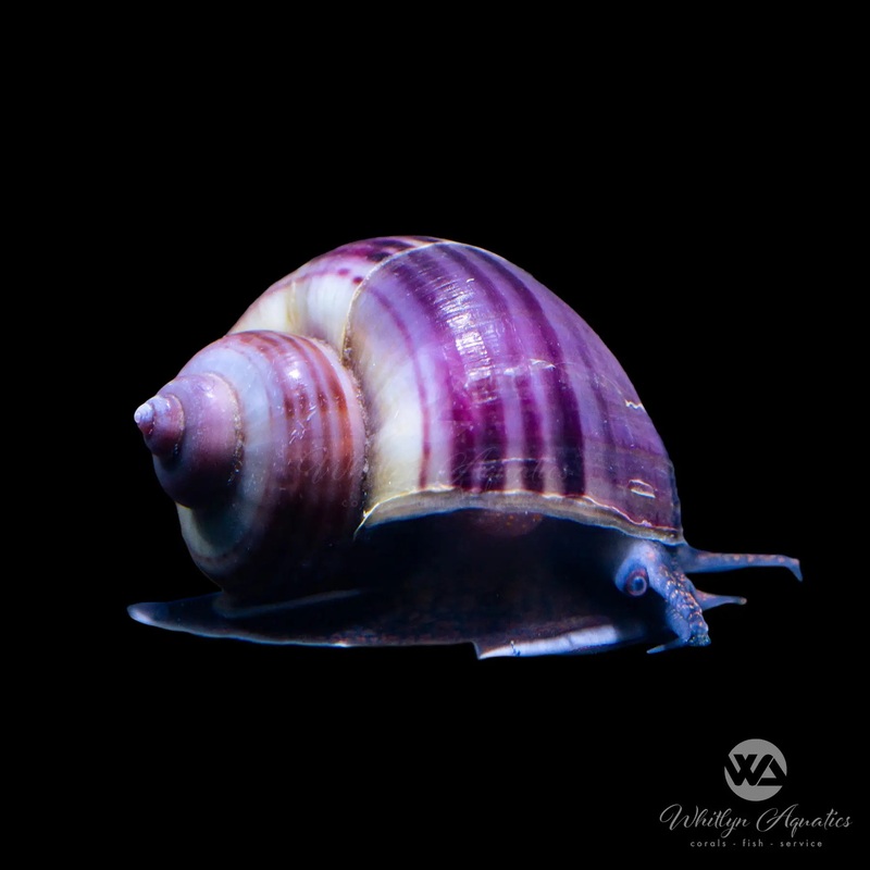 Purple Mystery Snail - Pomacea sp.
