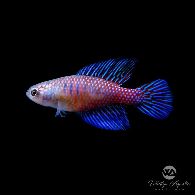Radiation Killifish - Hypsolebias fulminantis (Rare)