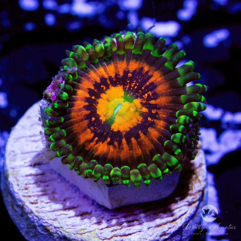 Rainbow Incinerator Zoanthid (Aquacultured)