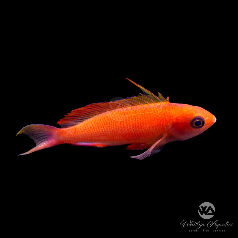 Randall's Anthias -  Pseudanthias randallin