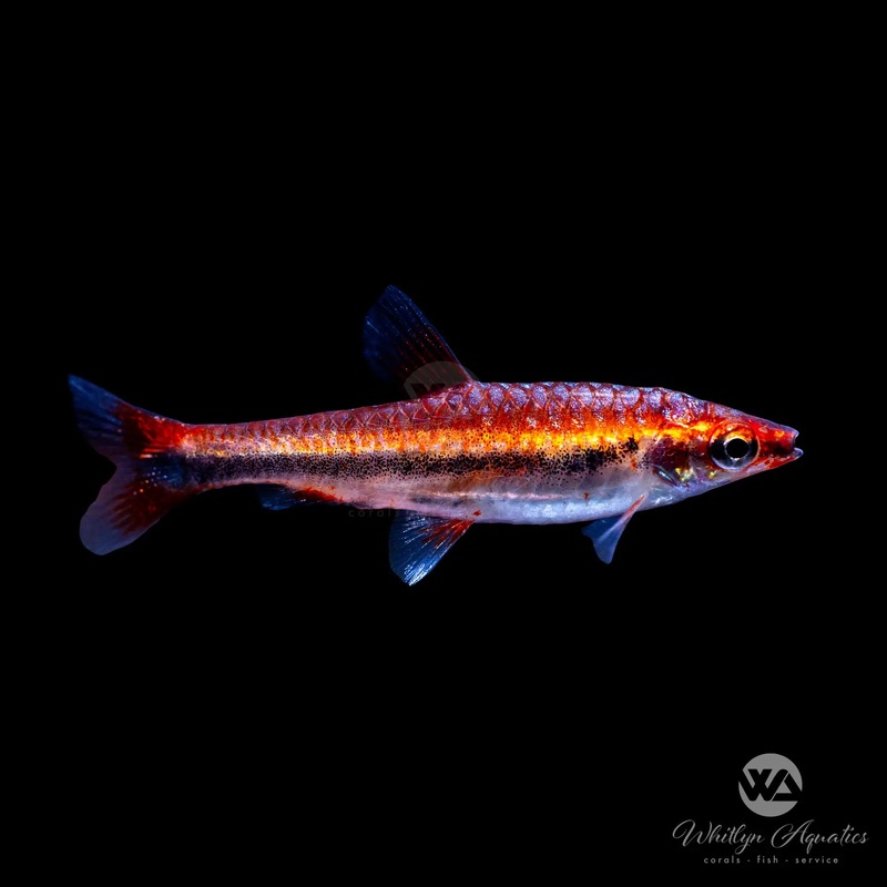 Red Beckford's Pencilfish - Nannostomus beckfordi