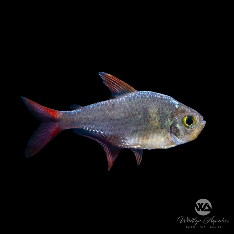 Red & Blue Colombian Tetra - Hyphessobrycon columbianus
