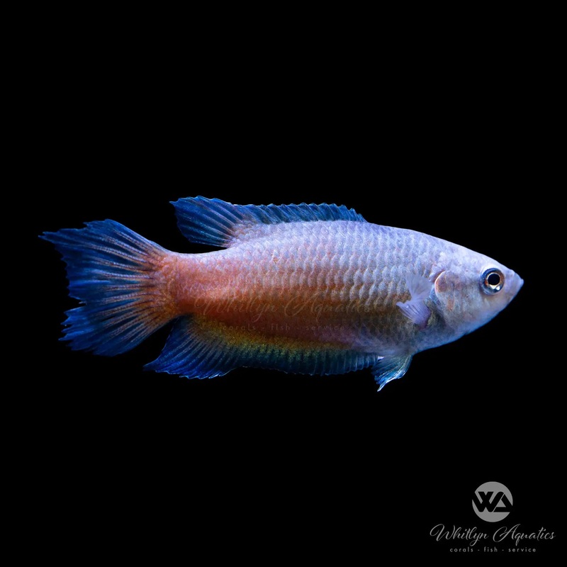 Red Flame Blue Fin Paradise Fish - Macropodus opercularis