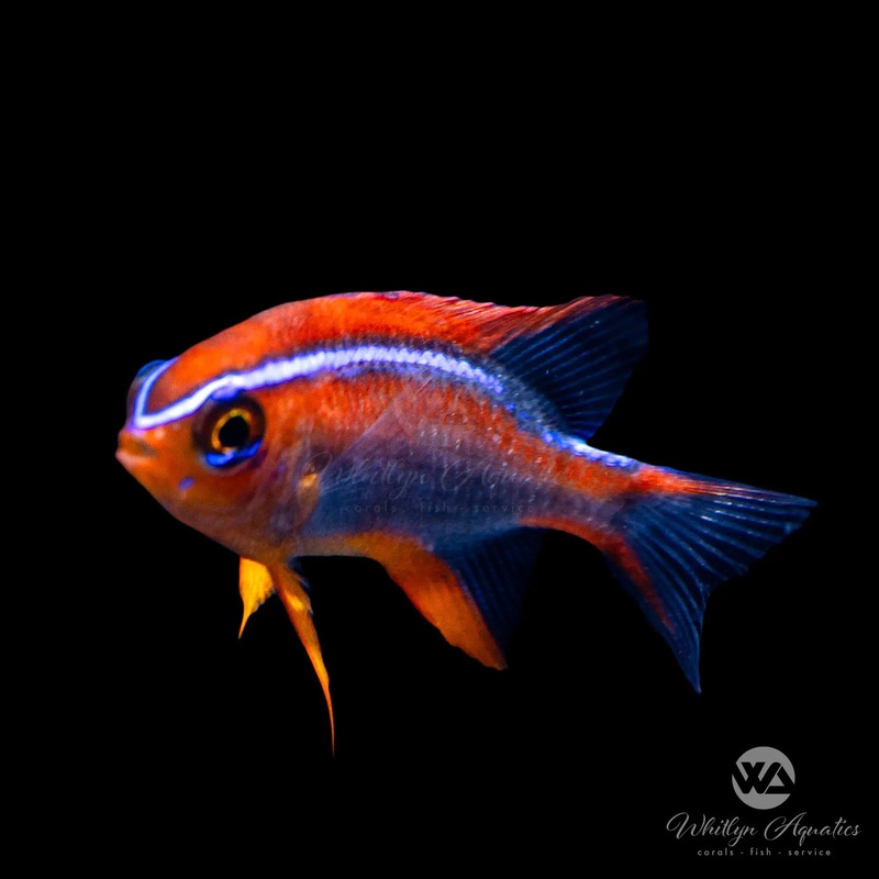 Red Honey Damsel - Neoglyphidodon crossi