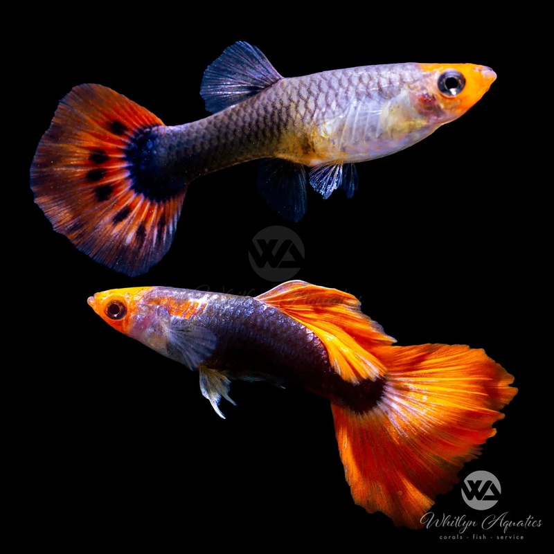 Red Nose Tuxedo Guppy Pair (1M1F)