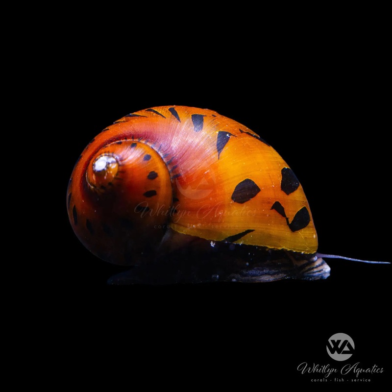 Red Onion Nerite Snail - Neritina sp