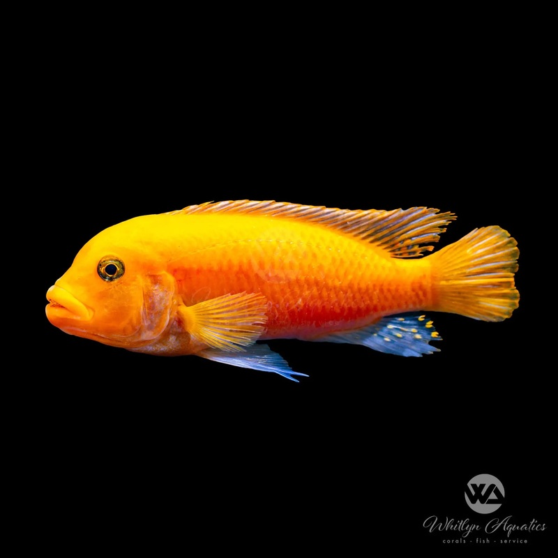 Red Zebra African Cichlid - Maylandia estherae