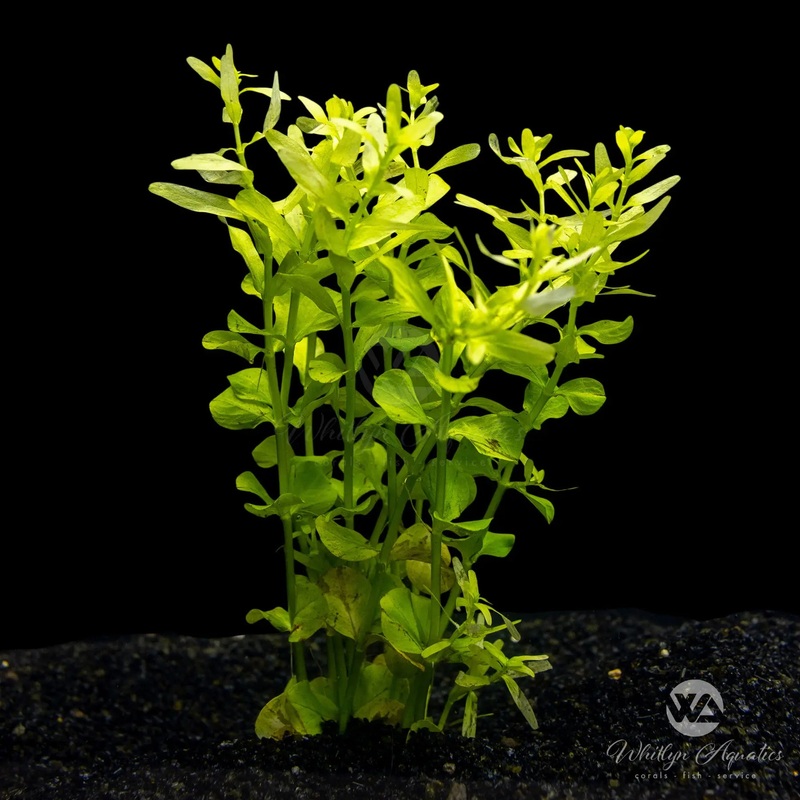 Rotala indica green
