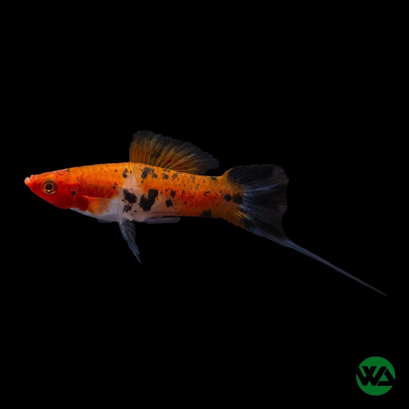 Sanke Koi Swordtail - Xiphophorus helleri