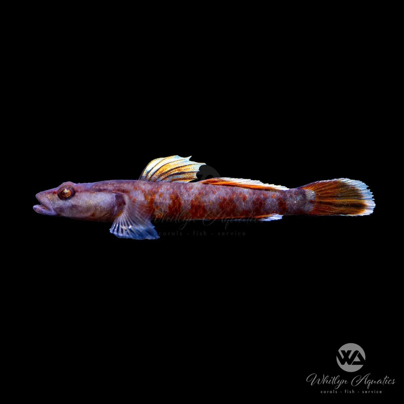 Scarlet Goby - Rhinogobius zhoui