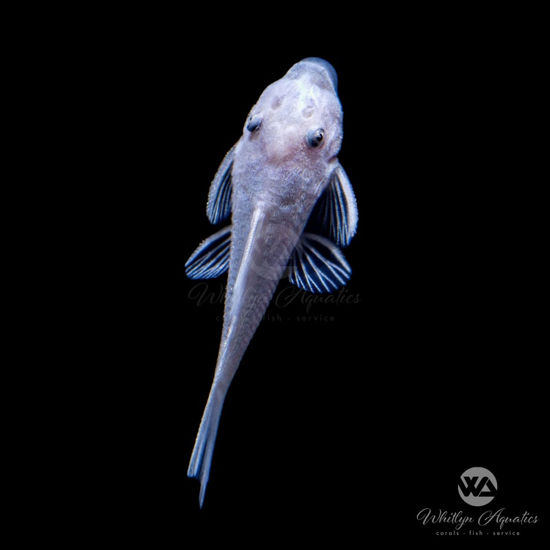 Snow White Bristlenose Pleco - Ancistrus cirrhosus