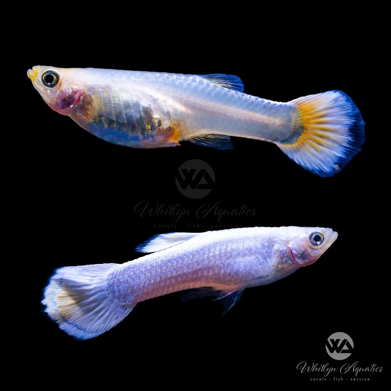 Snow White Guppy Pair (1M1F)
