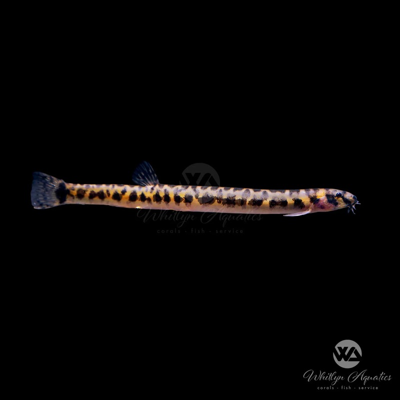Spotted Kuhli Loach - Pangio muraeniformis (Coolie)