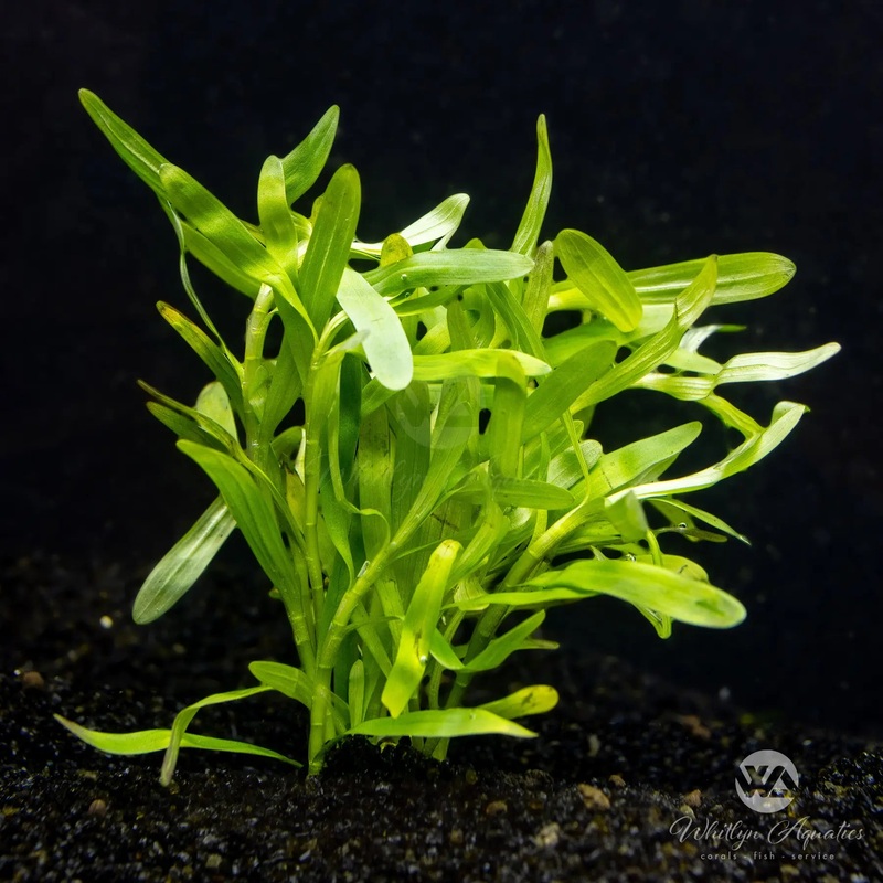 Stargrass - Heteranthera zosterifolia