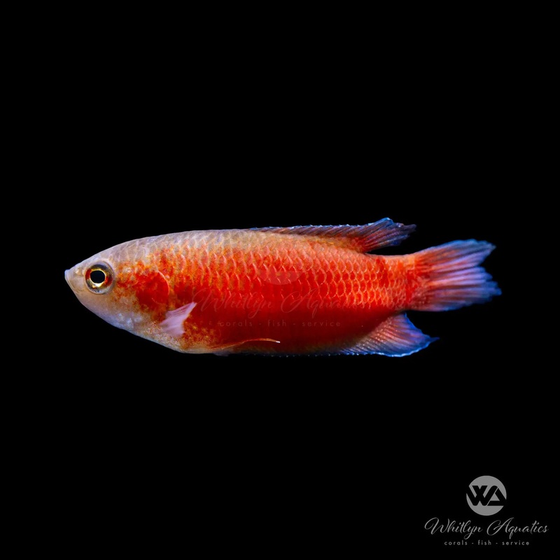 Super Red Paradise Gourami - Macropodus opercularis