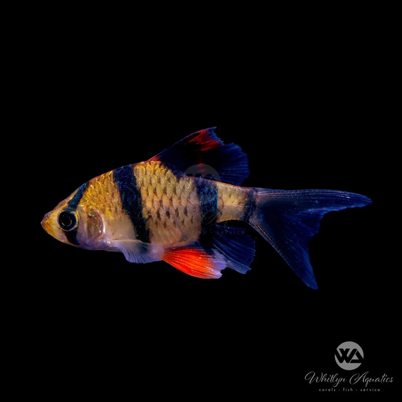 Tiger Barb Longfin - Capoeta tetrazona