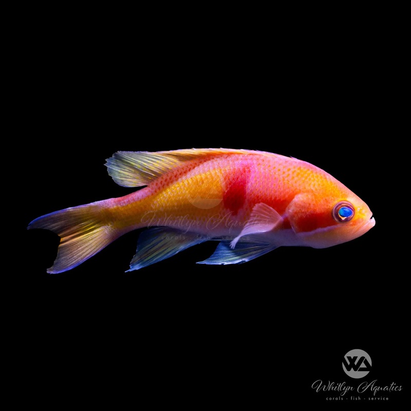Tricolor Anthias - Pseudanthias rubrizonatus