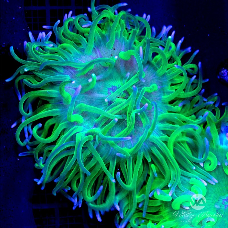 Ultra Green Long Tentacle Anemone - Macrodactyla doreensis