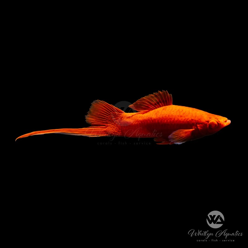 Vienna Swordtail - Xiphophorus helleri