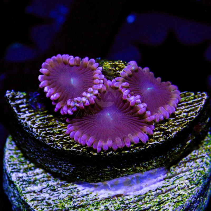 WA Ballerina Zoanthid (Aquacultured)