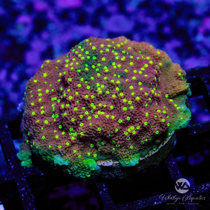 WA Burnt Banana Montipora - WYSIWYG