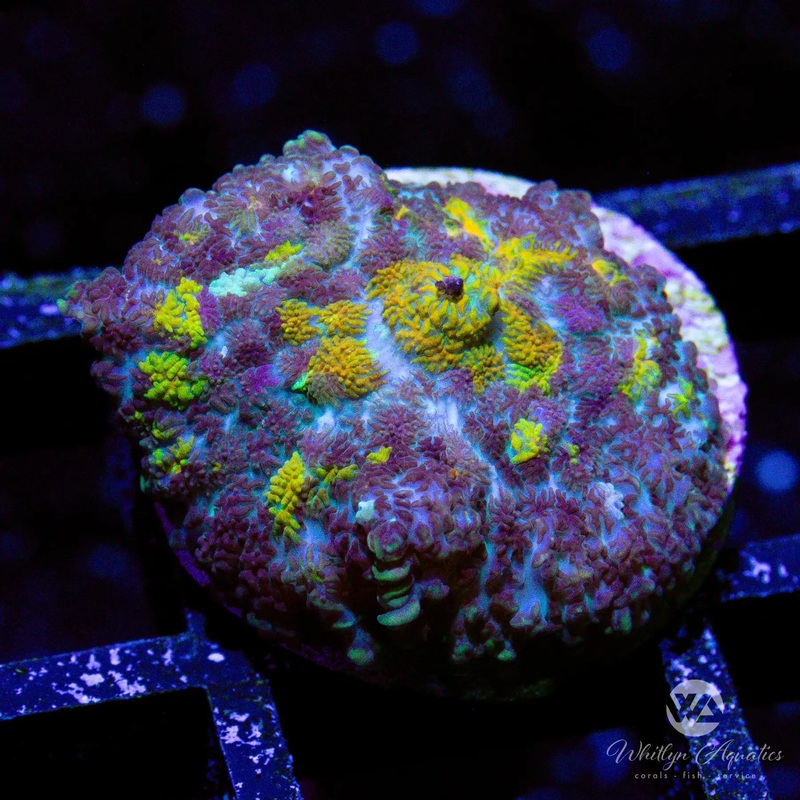 WA Calico Mushroom - WYSIWYG
