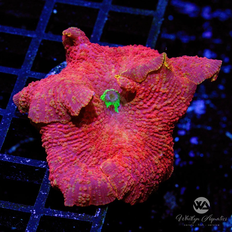 WA Poison Apple Mushroom (~2") - WYSIWYG