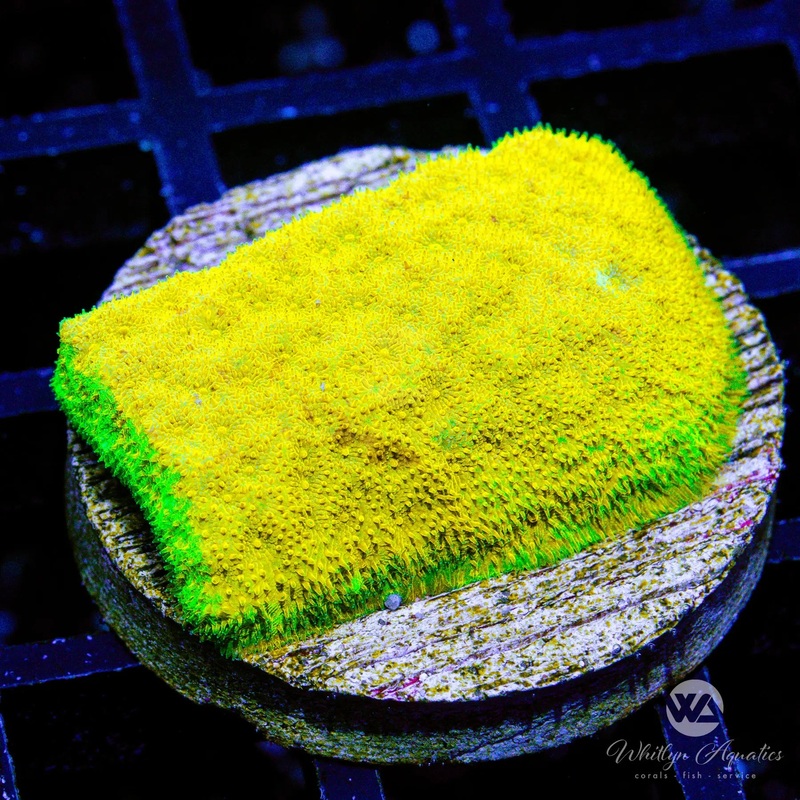 Watermelon Psammy - WYSIWYG