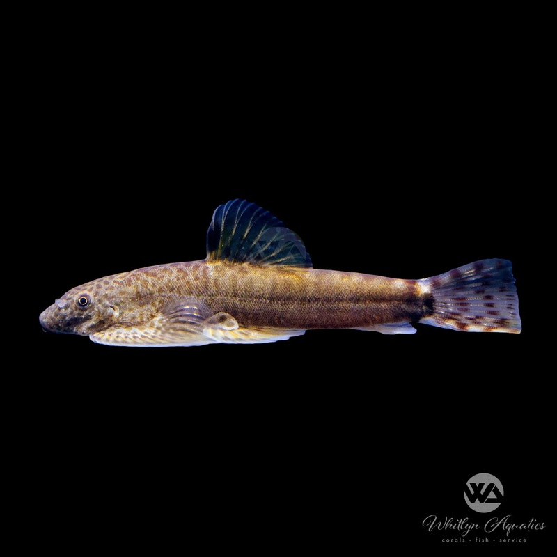 Yellow Fin Hillstream - Pseudogastromyzon fangi