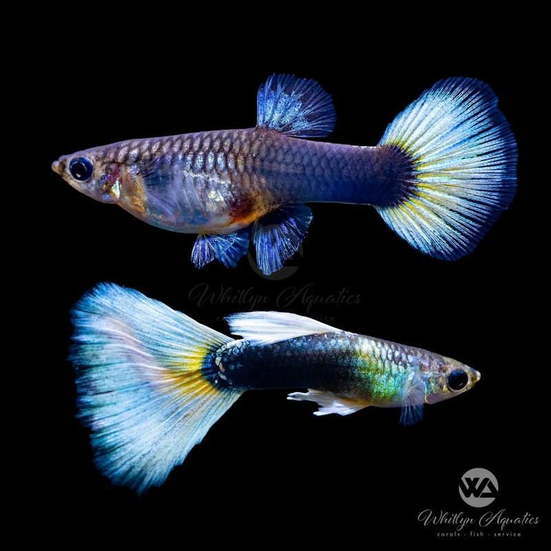 Yellow Tuxedo Delta Guppy Pair (1M1F) - Poecilia reticulata