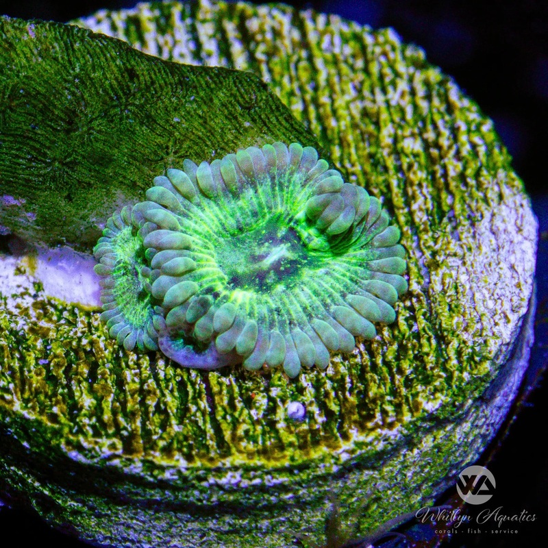 A48 - WA Green Inferno Zoa - WYSIWYG