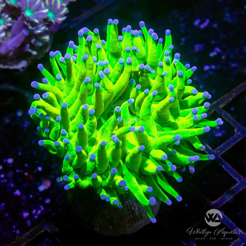 A51 - Holy Grail Torch - WYSIWYG