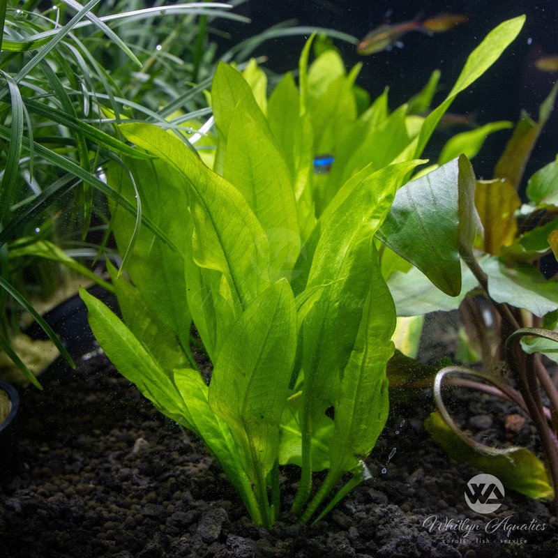 Amazon Sword - Echinodorus bleheri