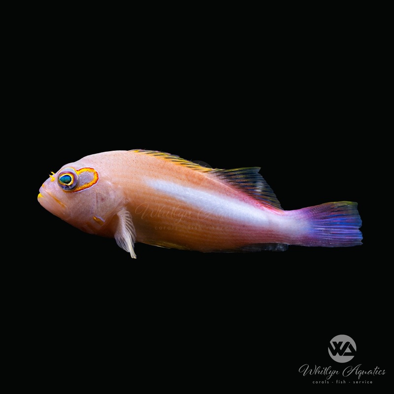 Arc Eye Hawkfish - Paracirrhites Arcatus