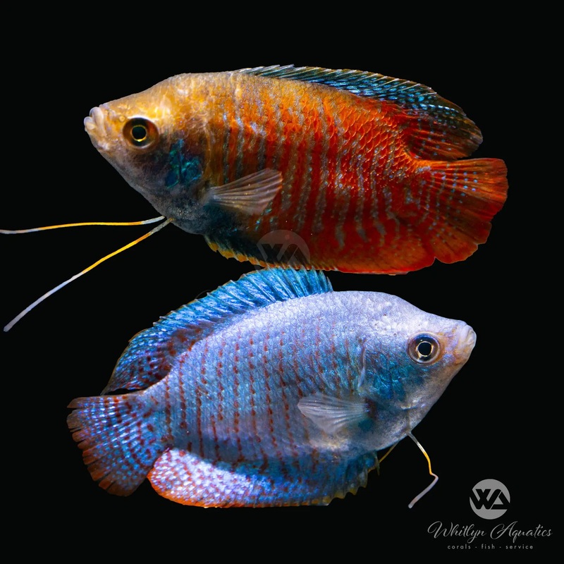 Assorted Male Dwarf Gourami - Trichogaster lalius