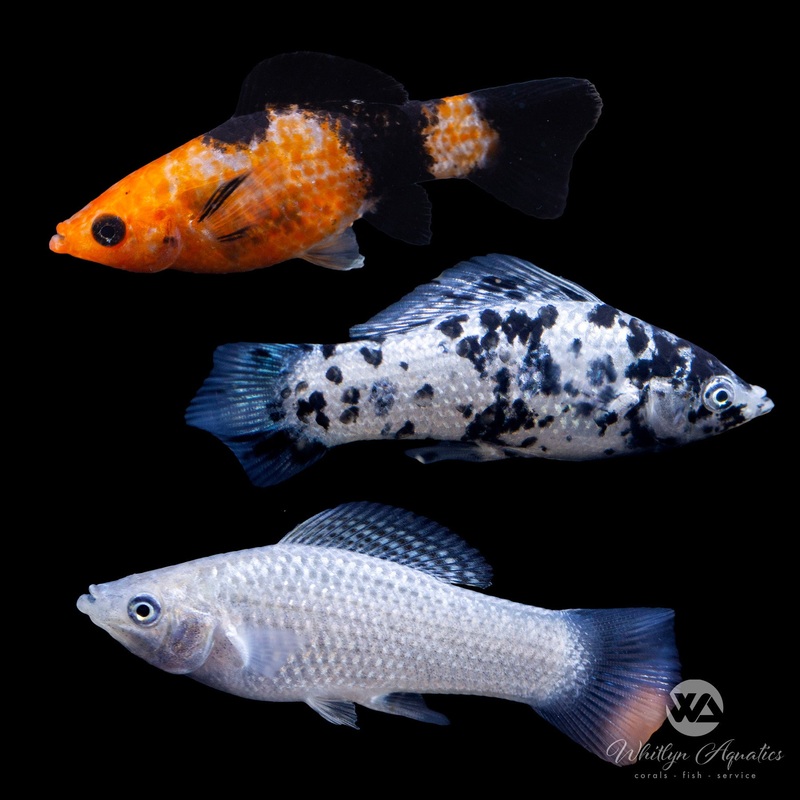 Assorted Molly - Poecilia velifera (Mollies)