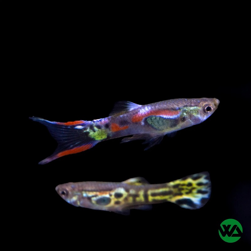 Assorted Multi Color Endler Guppy - Poecilia Sp.
