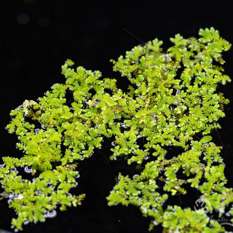 Azolla Water Fern - Azolla filiculoides