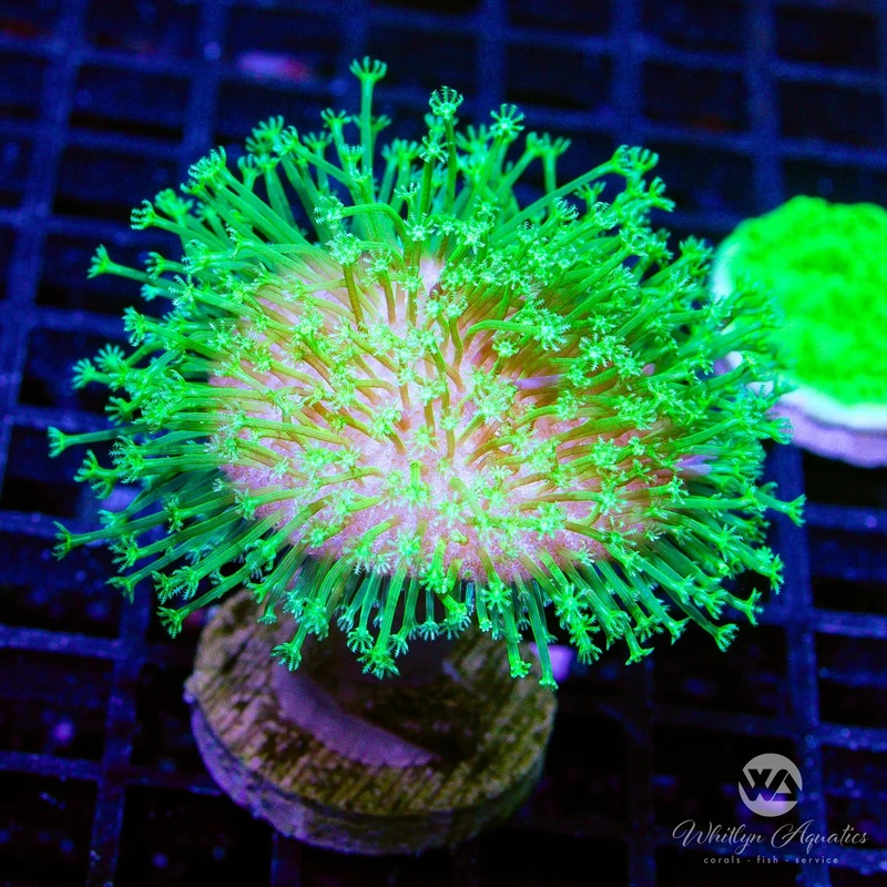 B17 - Neon Green Toadstool - WYSIWYG