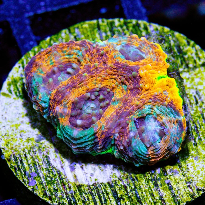 B18 - Camo Echinata - WYSIWYG
