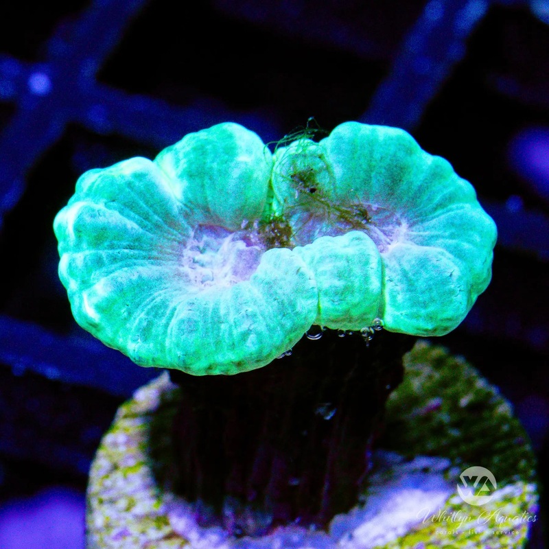 B24 - Green Trumpet - WYSIWYG
