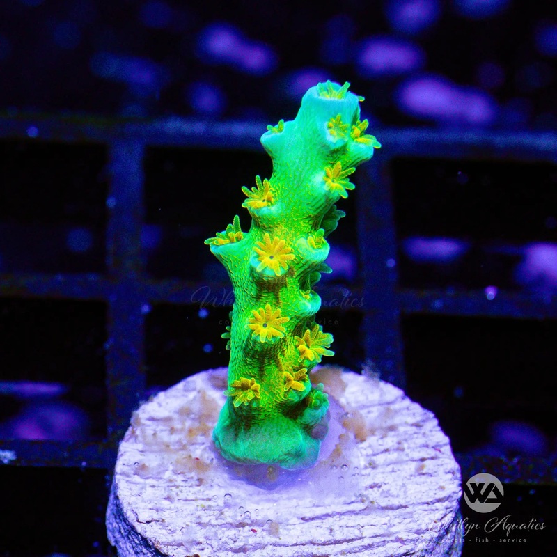 B54 - WA Orange Passion Acro - WYSIWYG