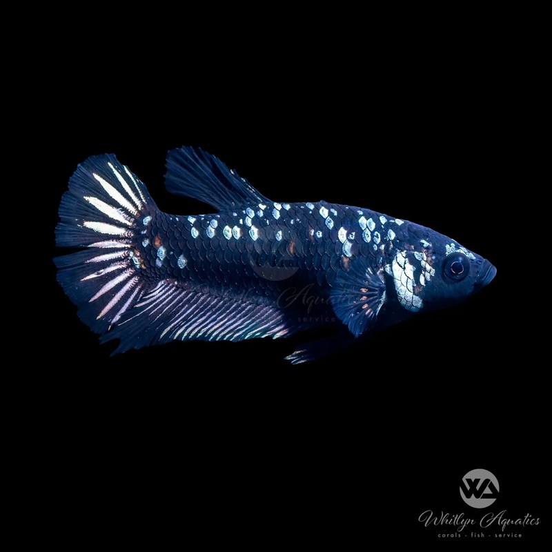 Black Copper Galaxy Plakat Betta