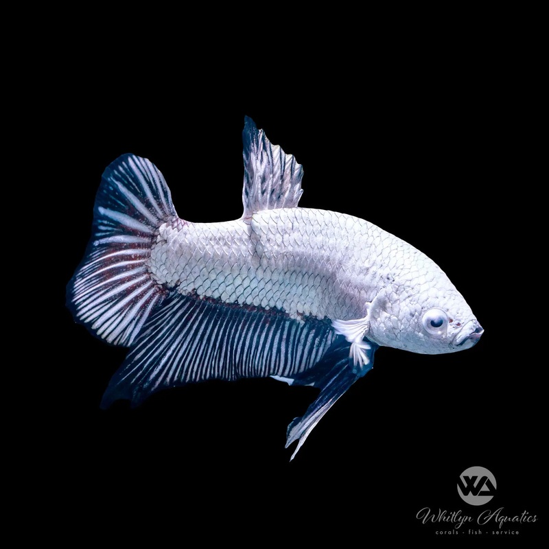 Black Dragon Plakat Betta