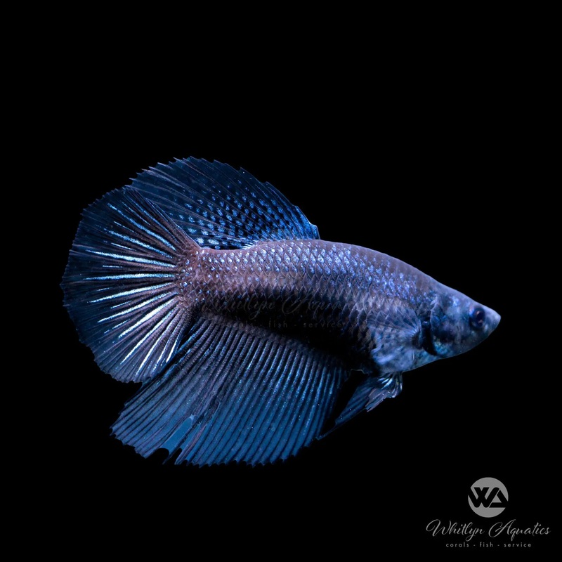 Black Samurai Betta Female