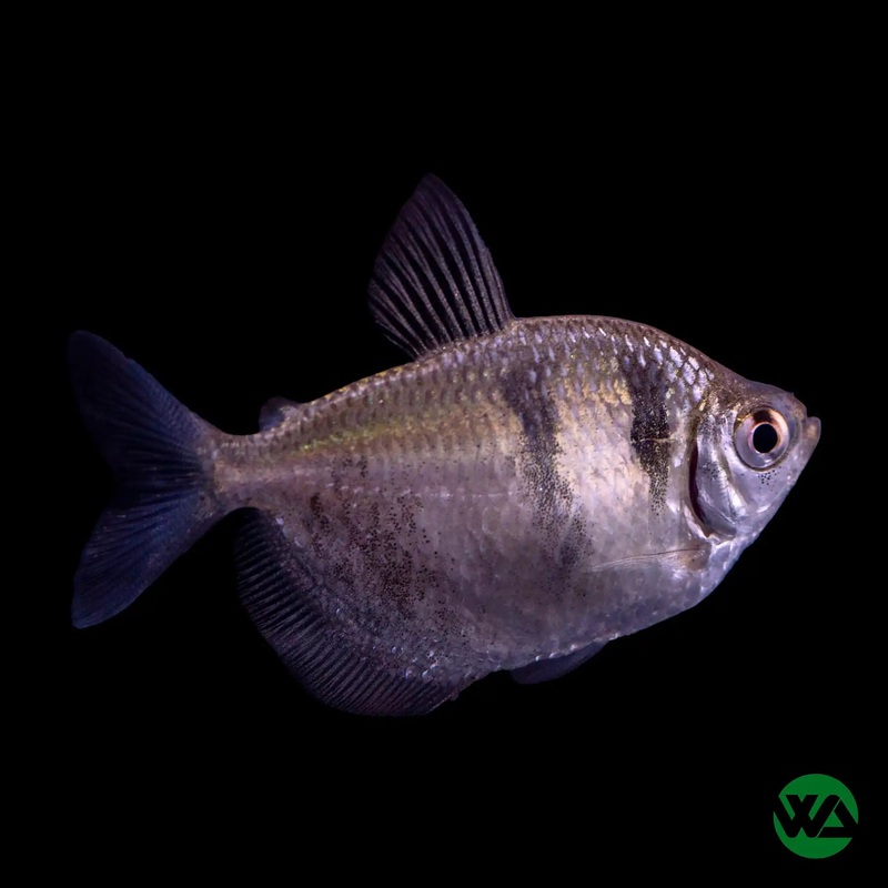 Black Skirt Tetra - Gymnocorymbus ternetzi